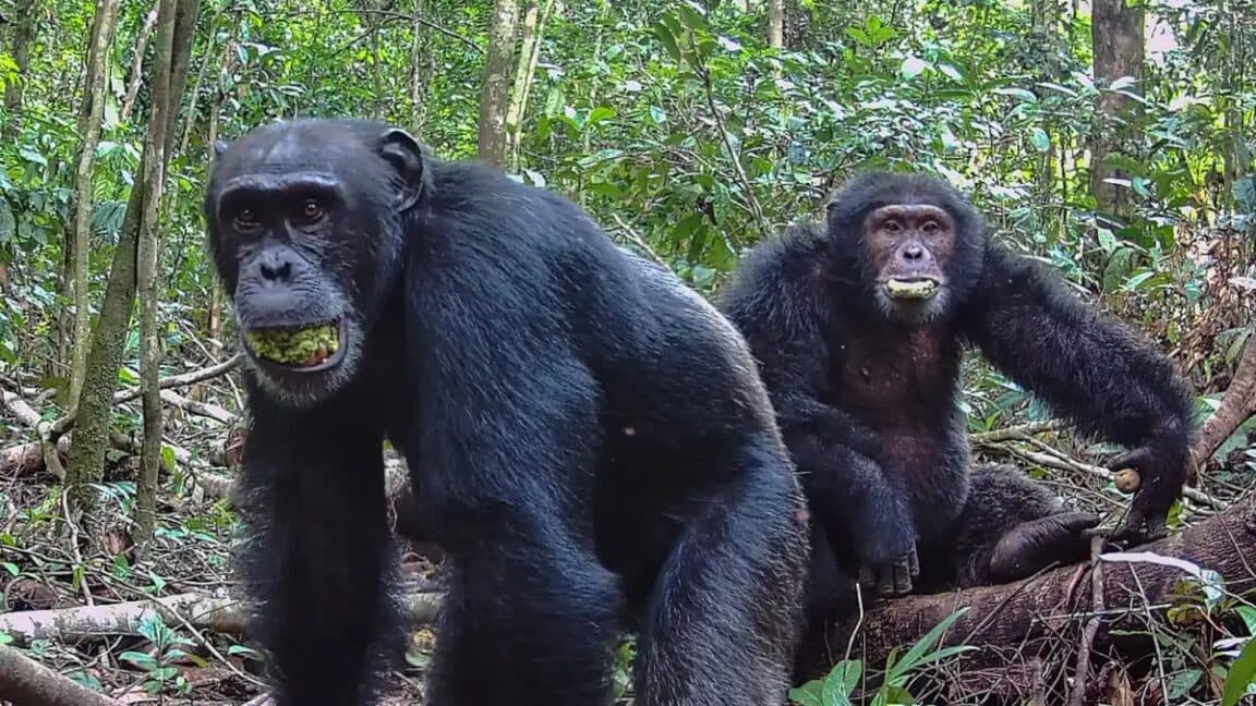 Ngogo chimpanzee community experiences lethal aggression following faction split