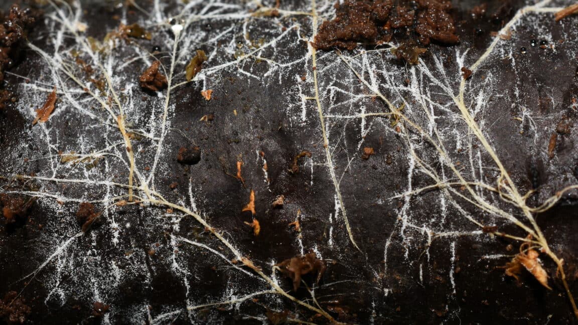 Global Study Reveals Vast Underground Fungal Networks Extending Beyond Solar System