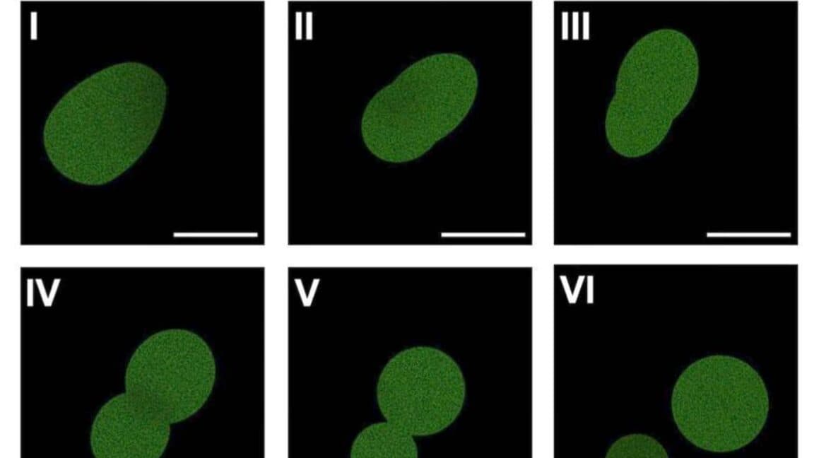 Researchers create synthetic cells capable of growth and division