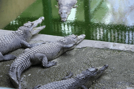 Crocodile captured in South Africa with human remains inside