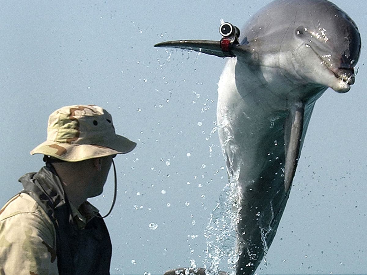 Pentagon briefing on the potential military use of dolphins by Iran