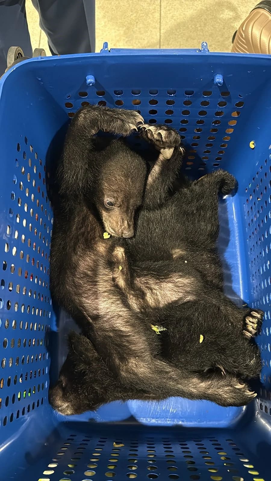 A suitcase containing dead bear cubs intercepted at Dubai airport.