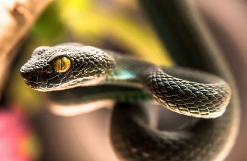 German tourist dies from snake bite during show in Egypt