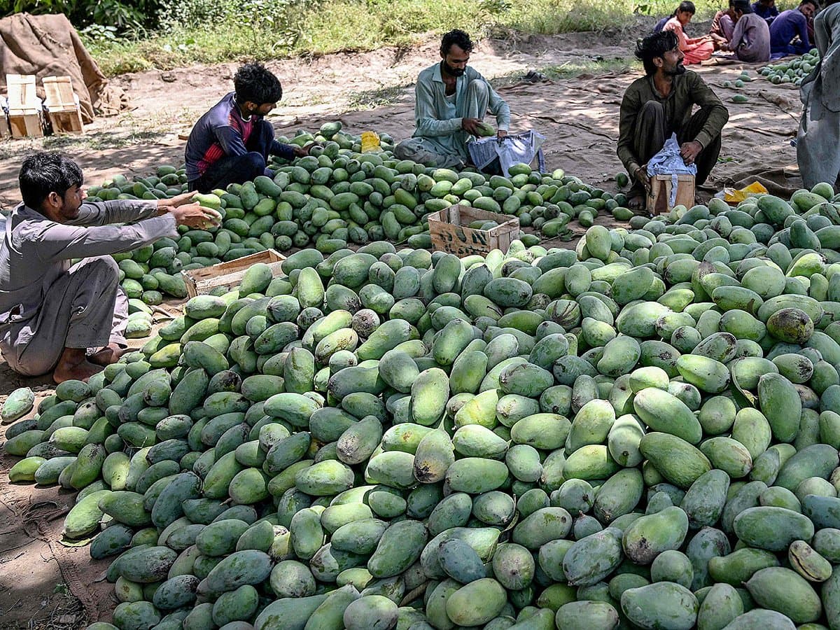 Aerial view of mango orchards in Pakistan during harvest season.