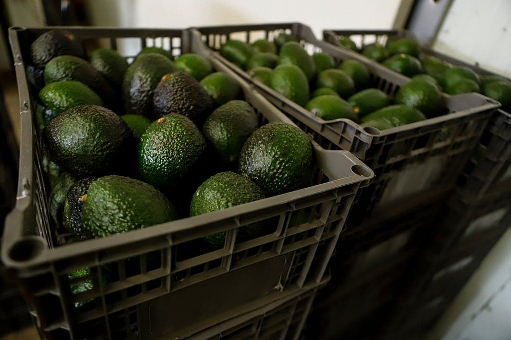 US Suspends Avocado Export Inspections from Michoacan Due to Security Concerns