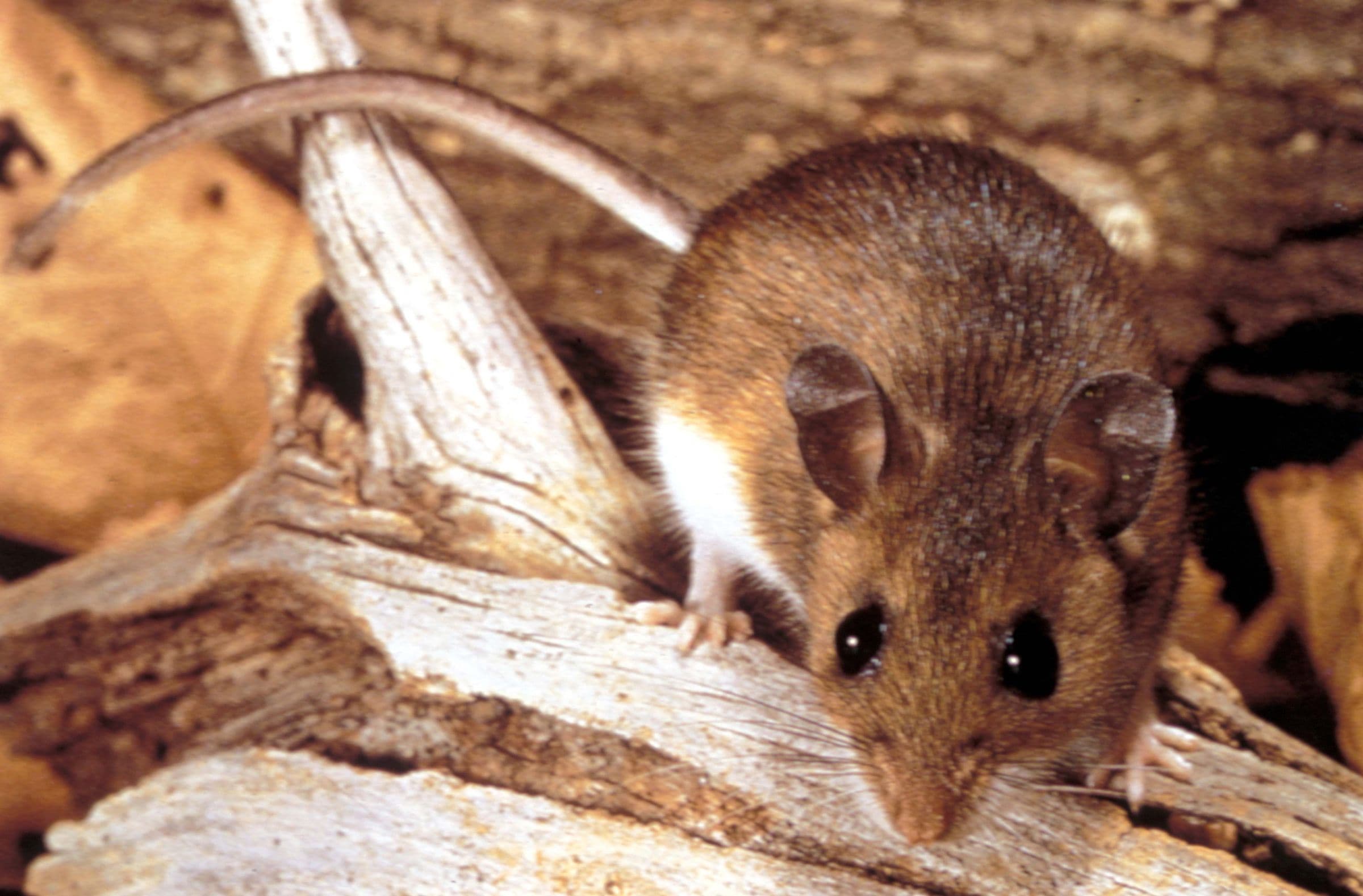 Hantavirus outbreak on MV Hondius cruise ship results in three fatalities