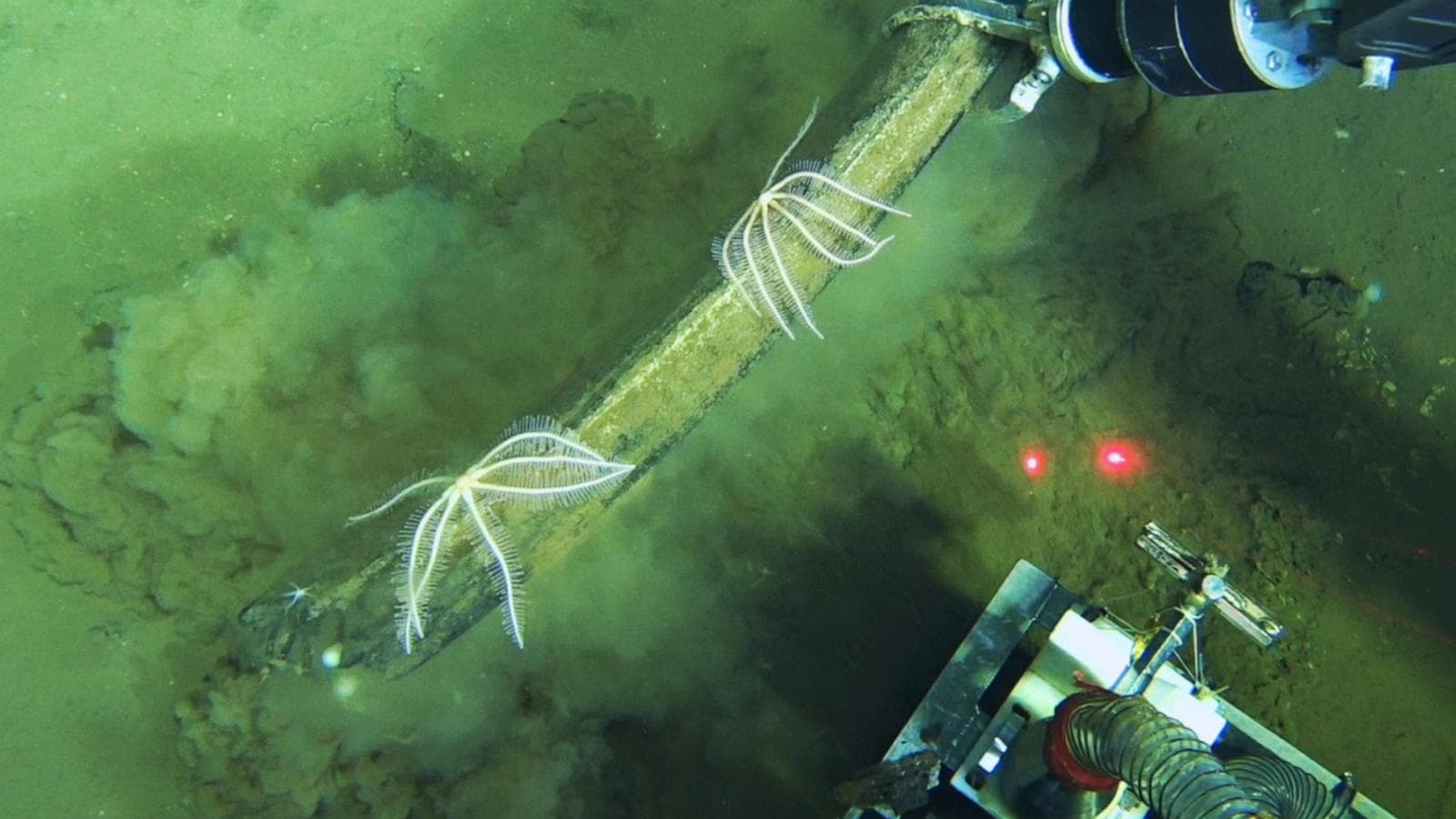 Fossilized remains of whales in the Indian Ocean's largest graveyard