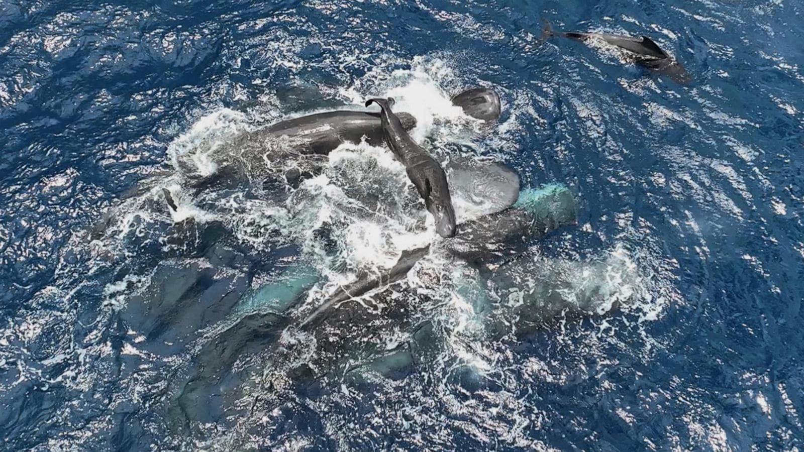 Project CETI Records First Video of Sperm Whale Birth Documenting Female Cooperation