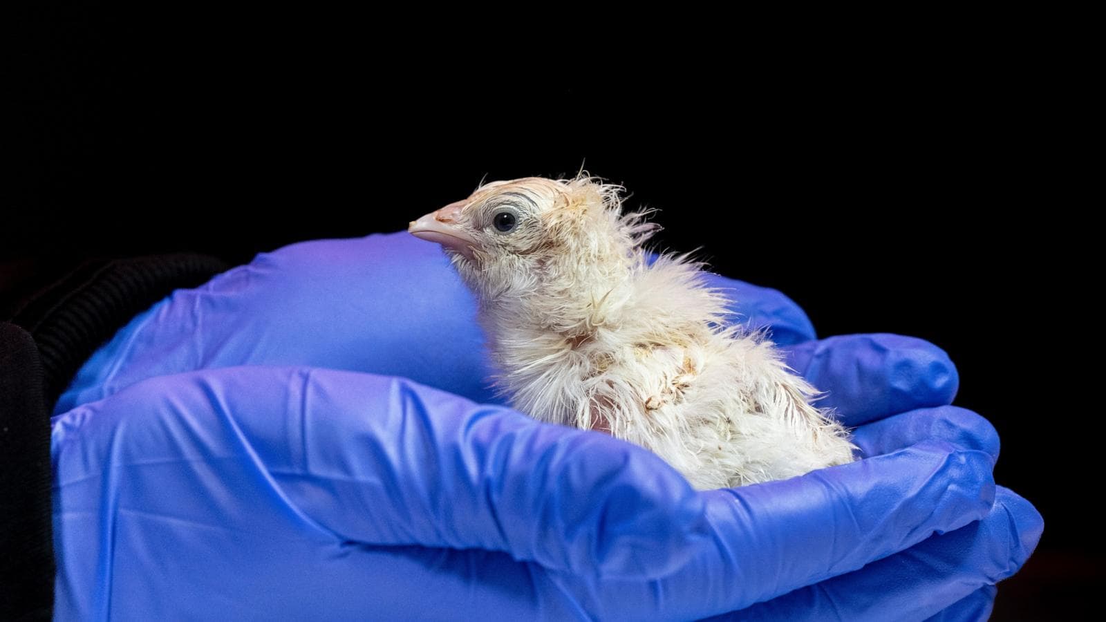 Colossal Biosciences hatches live chicks from artificial eggshell technology