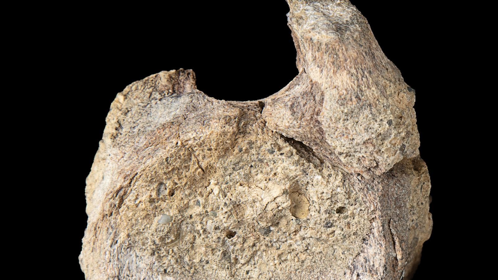 Titanosaur tail fossil rediscovered in Antarctica