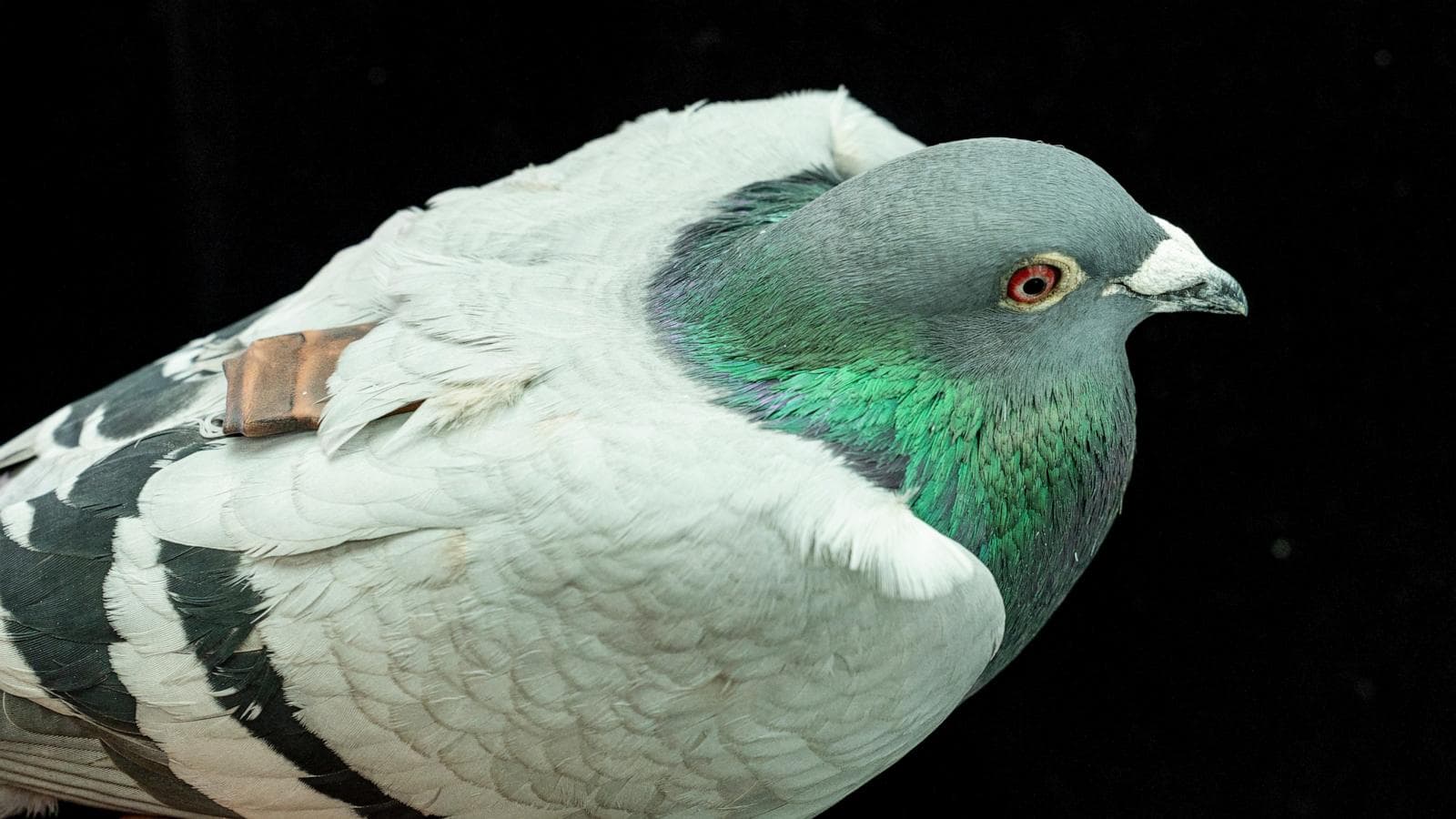 Illustration of homing pigeons with a focus on liver navigation mechanisms.