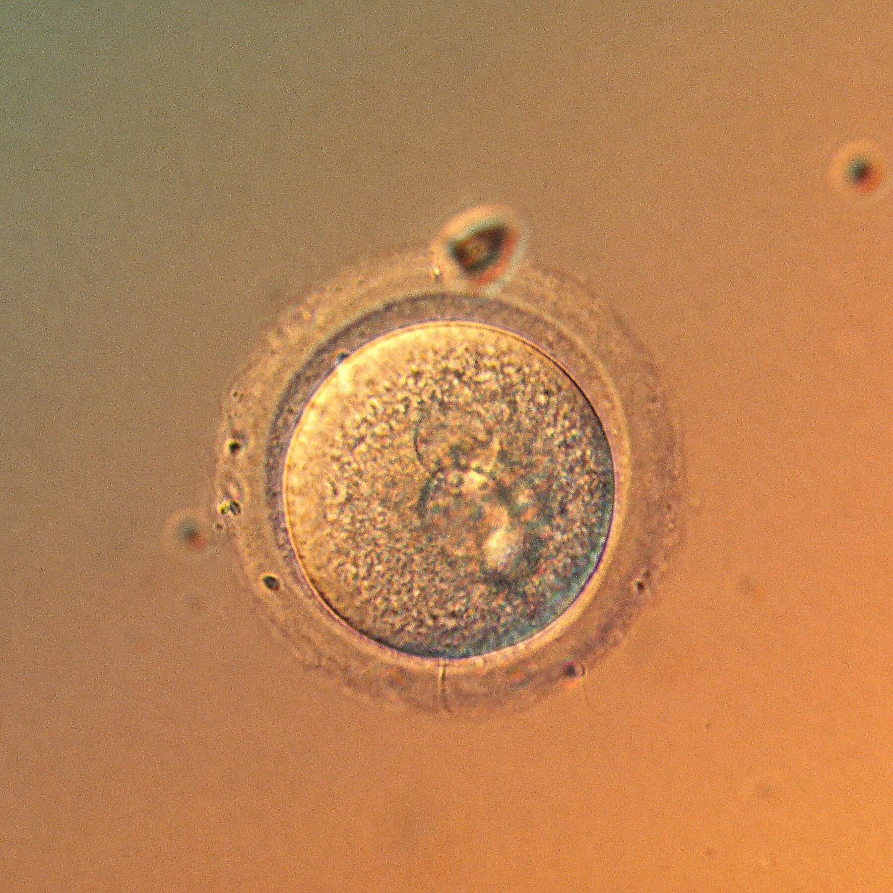 Columbia University researchers conducting gene editing in a lab setting.