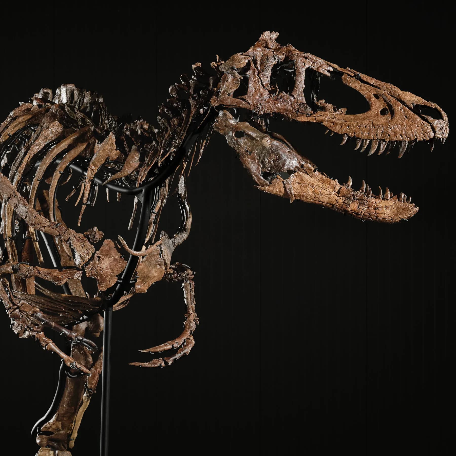 Nanotyrannus Skeleton Jodi Sold for $47.3 Million at Sotheby's New York Auction