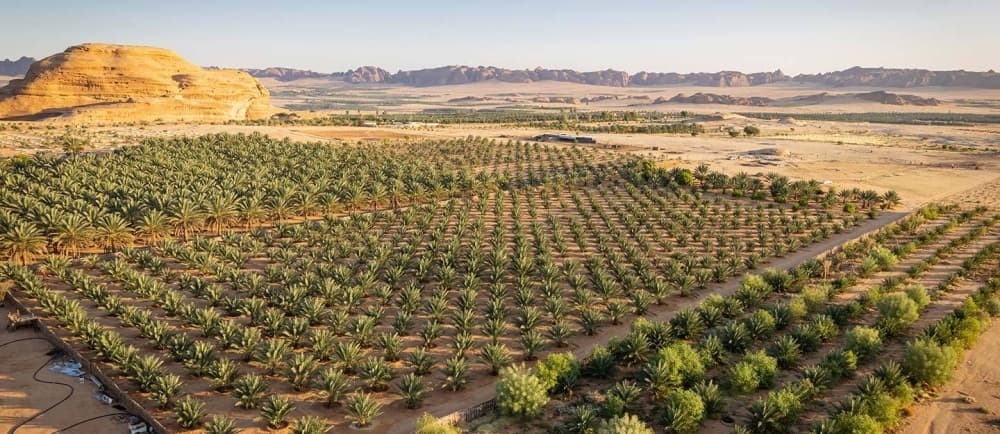 Infographic illustrating Saudi Arabia's National Afforestation Program achievements, including trees planted and land restored.
