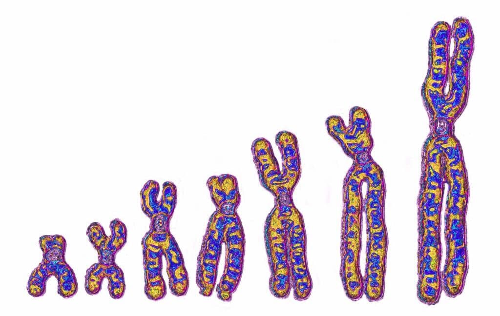 Illustration of the human family tree with newly identified ghost lineages.