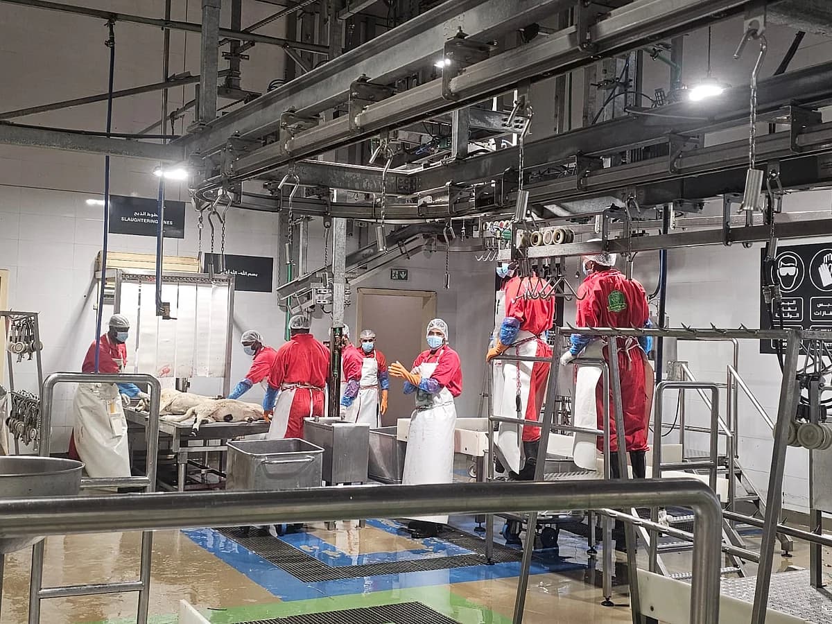 Processing of sacrificial animals in Dubai during Eid Al Adha