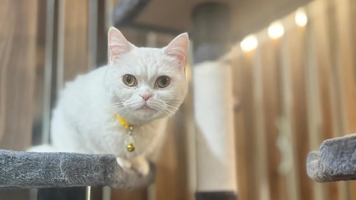 Dubai's Animal Welfare Shelter Sees High Adoption Rates for Stray Cats