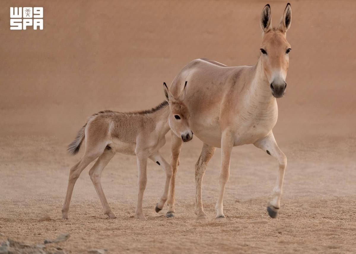 A male onager in the Prince Mohammed bin Salman Royal Reserve, Saudi Arabia.