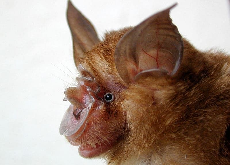 An image depicting a bat, symbolizing the risks of wildlife encounters and rabies transmission.