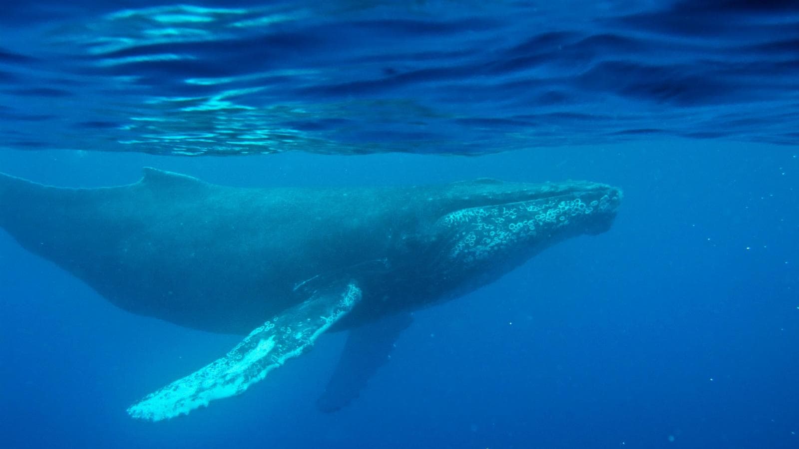 Rediscovery of 1949 Humpback Whale Recording Enhances Understanding of Ocean Soundscapes