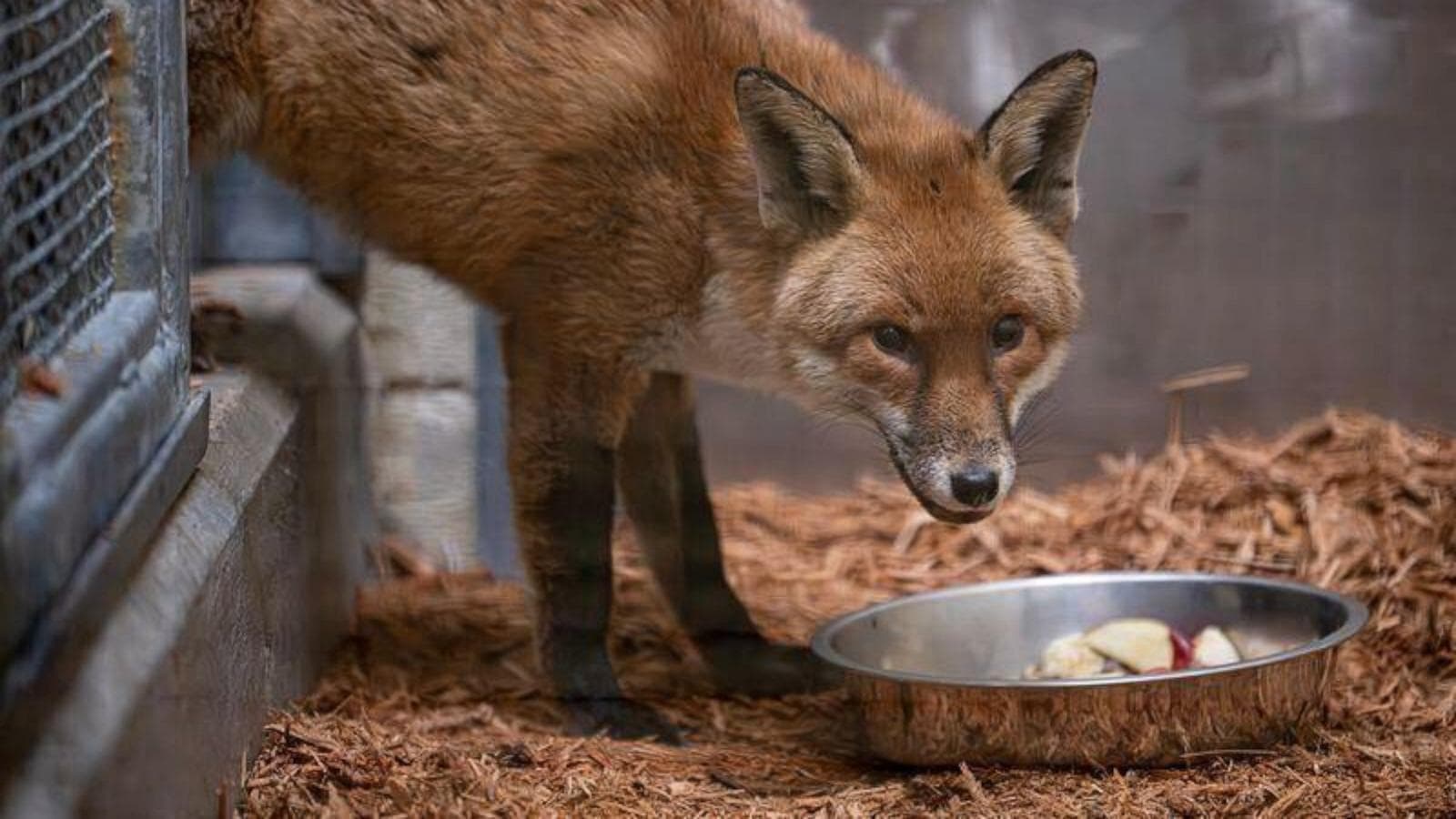 Red fox survives 14-day transatlantic voyage as stowaway on cargo ship