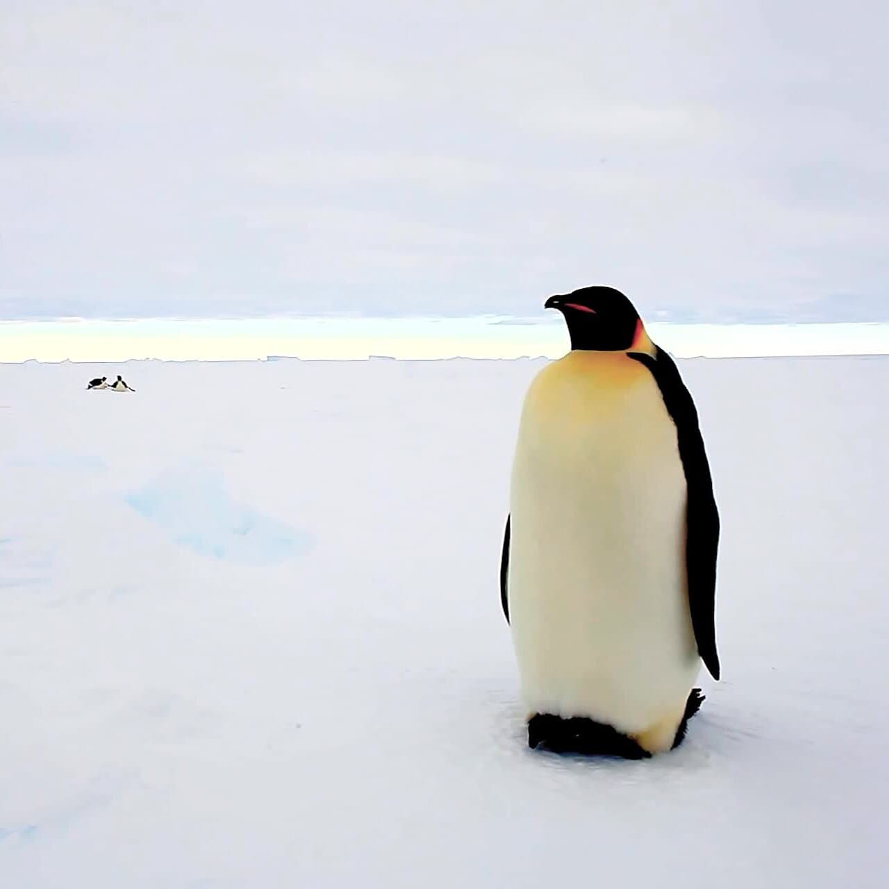 Emperor Penguin Elevated to Endangered Status by IUCN Due to Climate Change Impact