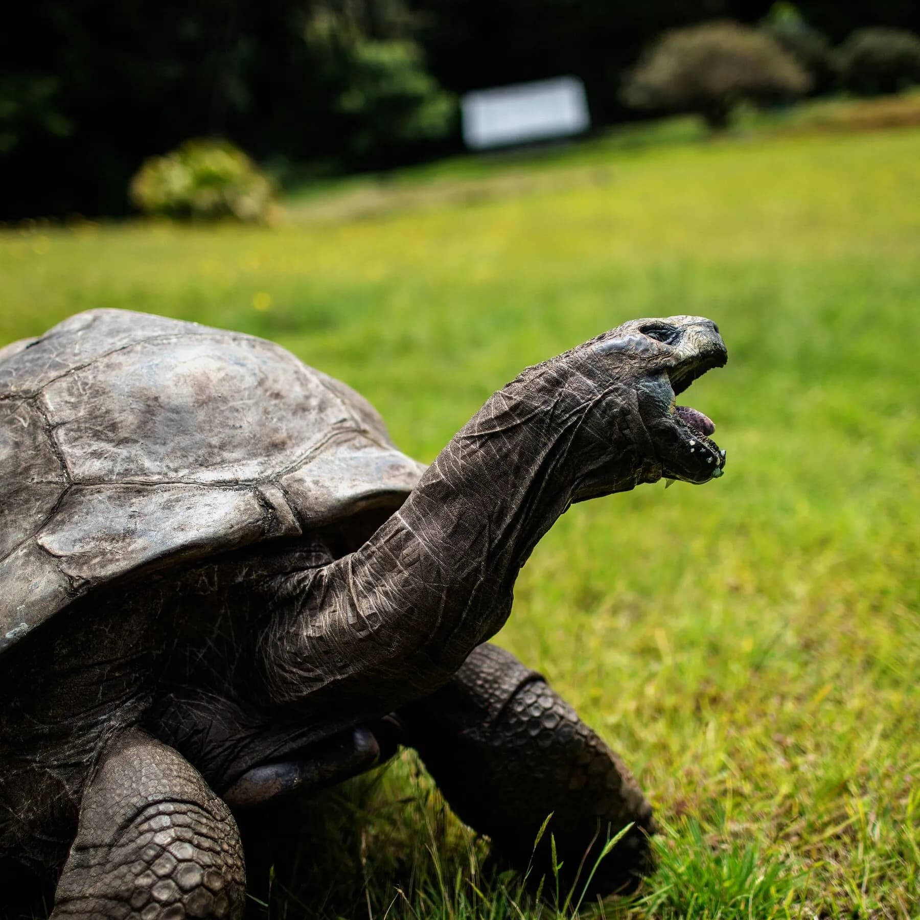 Infographic showing Jonathan the tortoise's genome sequencing results, highlighting longevity-associated genetic variants.