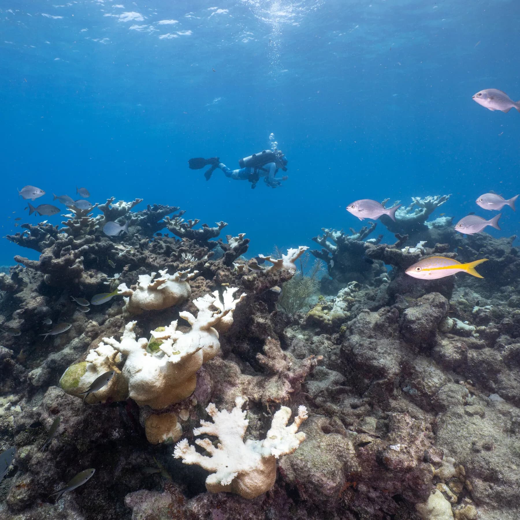 Infographic showing the critical status of coral reefs and their economic importance.