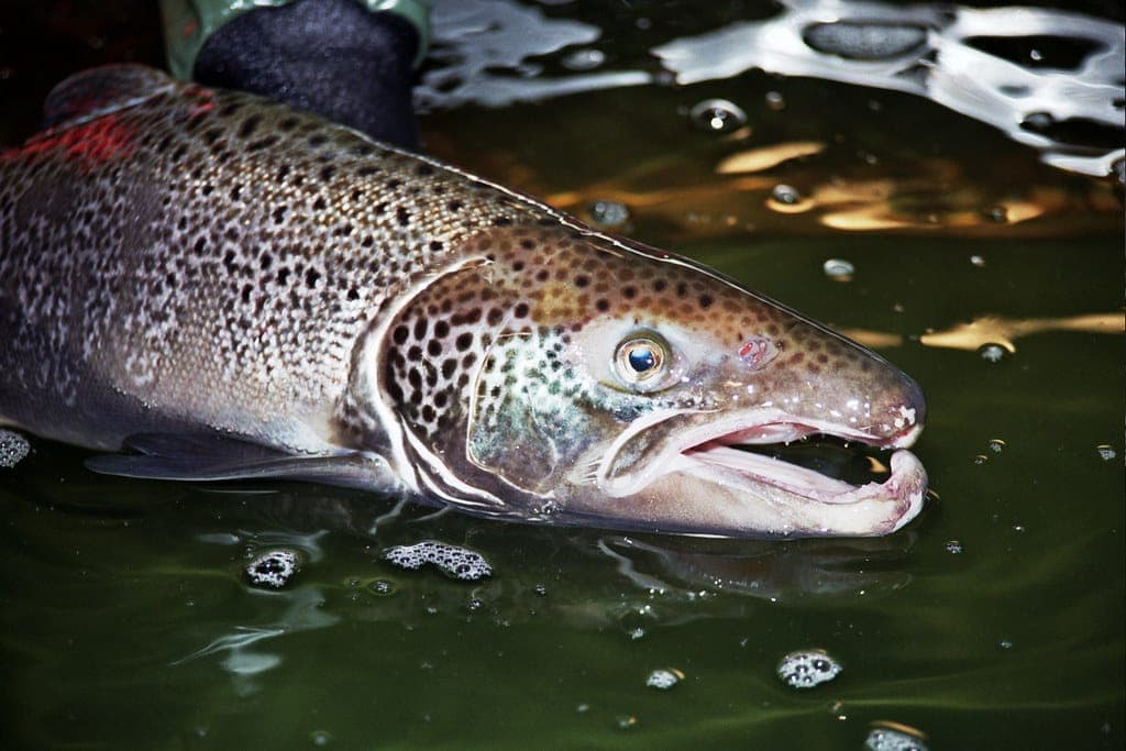 Cocaine Pollution Disrupts Movement of Atlantic Salmon in Lake Vättern